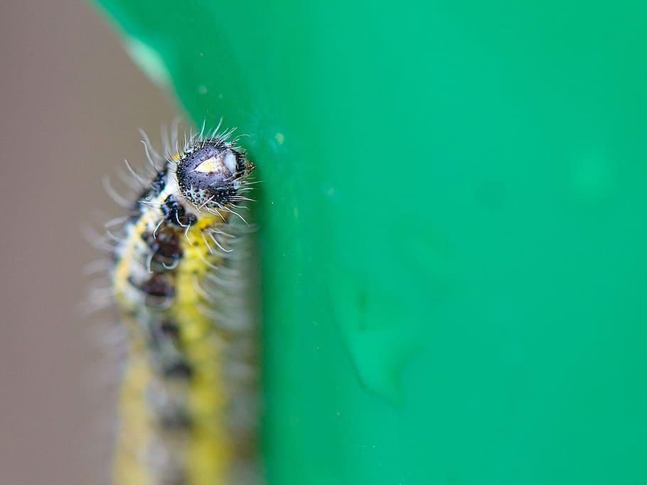 Caterpillar, Leaf, Nature, Macro, one animal, animal themes HD wallpaper