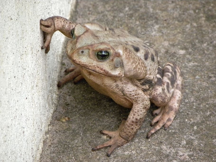 Frog, Nature, Fat, Gray, Amphibian, one animal, reptile, animal themes HD wallpaper