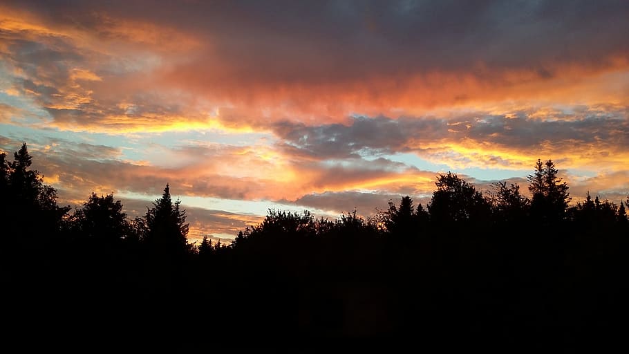 sunset, sky, evening, tree, cloud - sky, silhouette, beauty in nature HD wallpaper