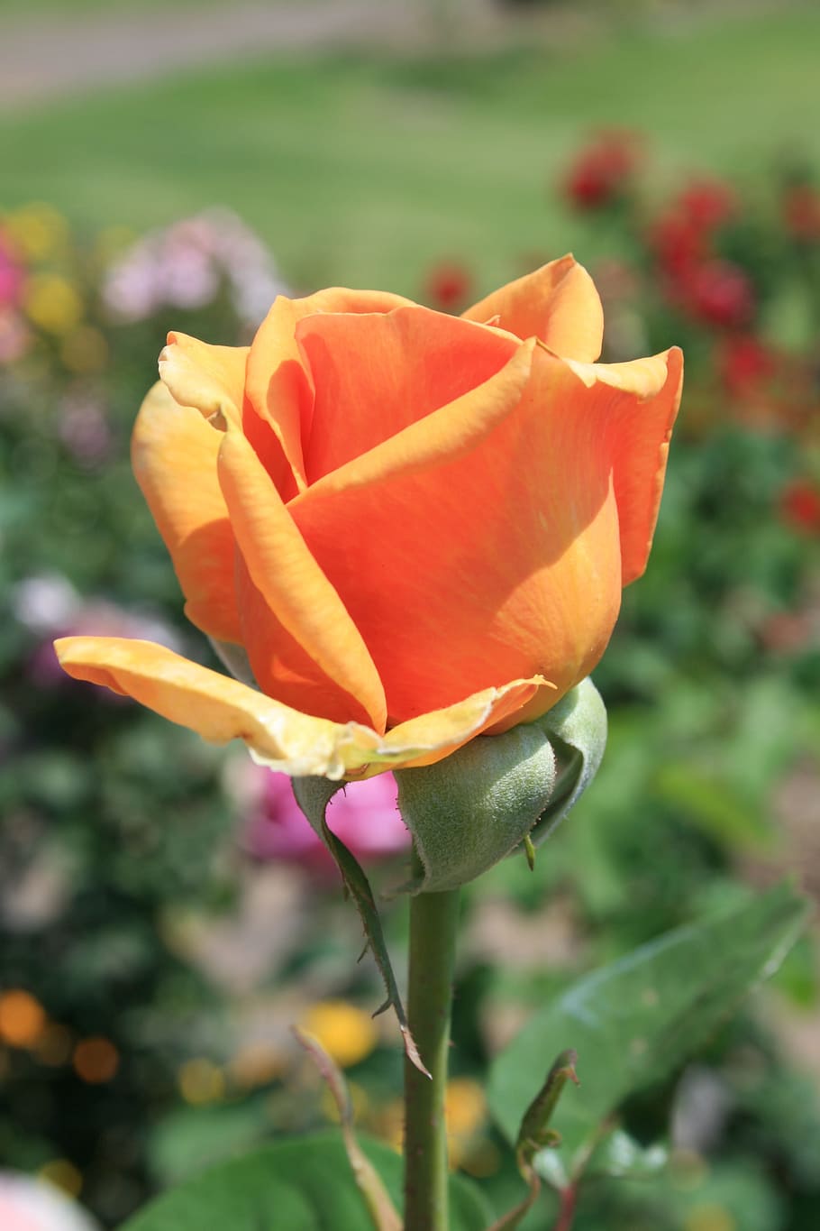 Flower, Bloom, Tea, Orange, bud, rose, soft, petals, edges HD wallpaper