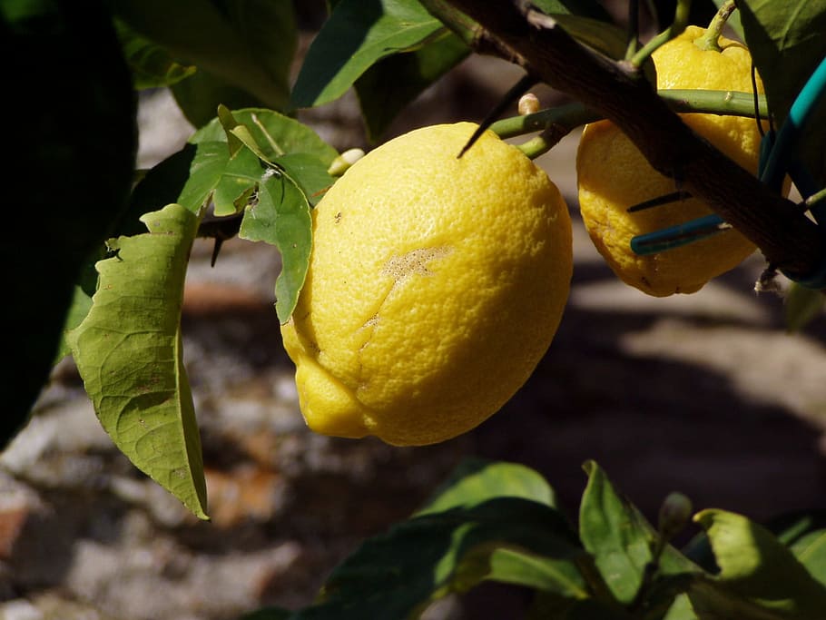 Lemon, Fruit, Tree, citrus Fruit, food, freshness, leaf, nature HD wallpaper