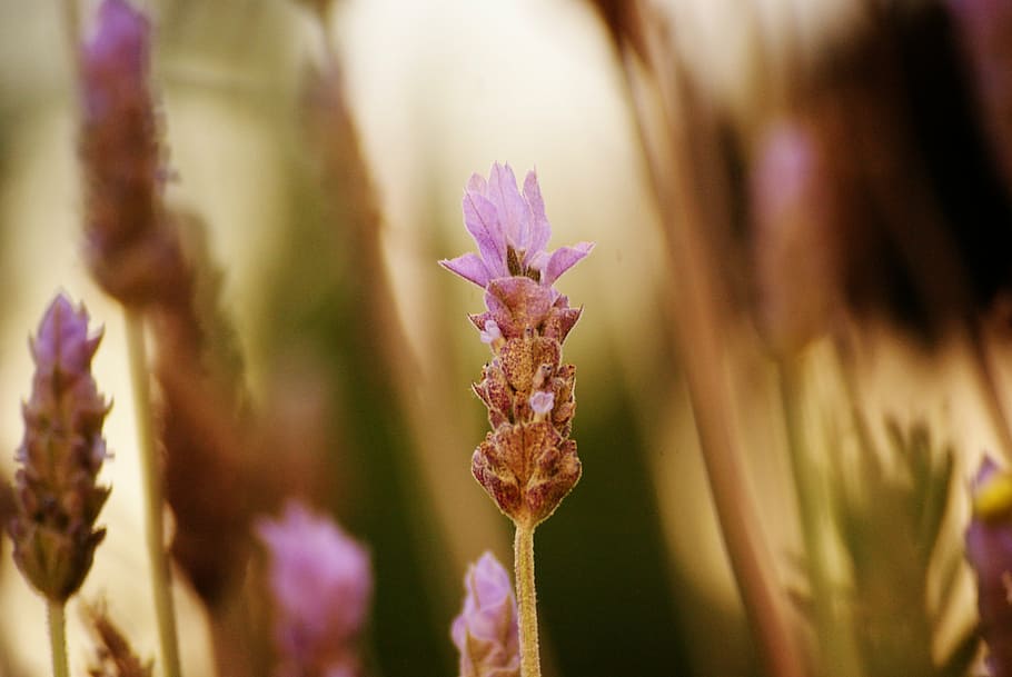 lavender, flower, macro, garden, summer, violet, spring, field HD wallpaper