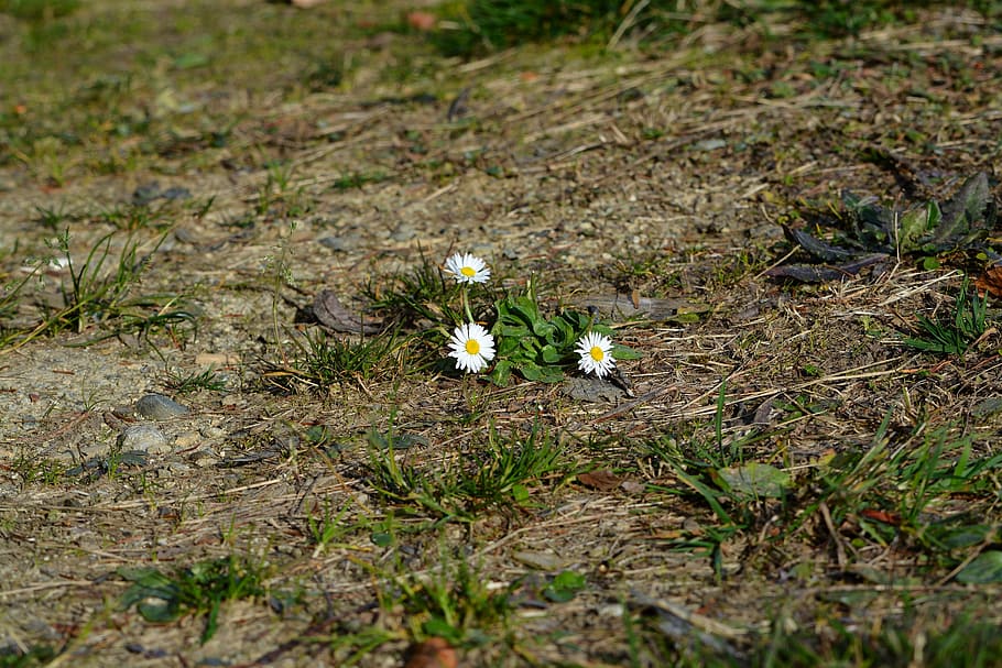 daisy, flowers, white, plant, flowering plant, freshness, growth HD wallpaper