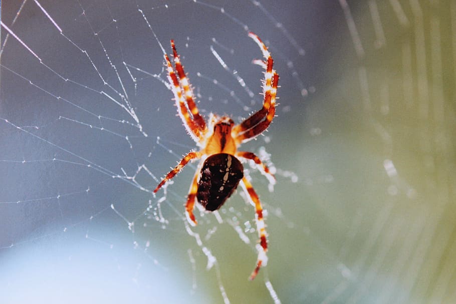 spider, cobweb, true orb weaver, spin, arachnid, animal, animals HD wallpaper