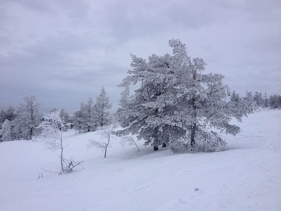ylläs, lapland, snow, cold temperature, tree, winter, plant HD wallpaper