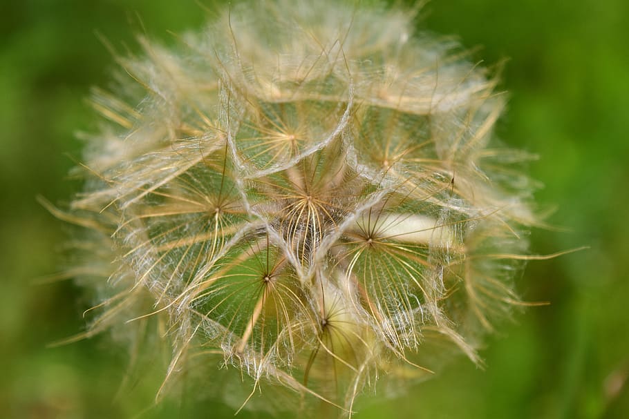 had salsify, dandelion, seeds, close, flying seeds, plants green HD wallpaper