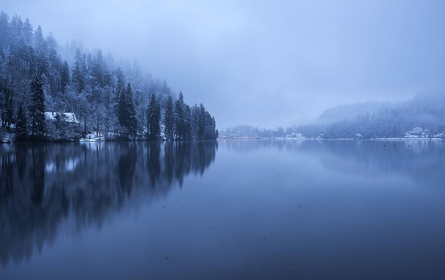 gray ocean water beside trees field under gray sky, trees near calm body of water HD wallpaper