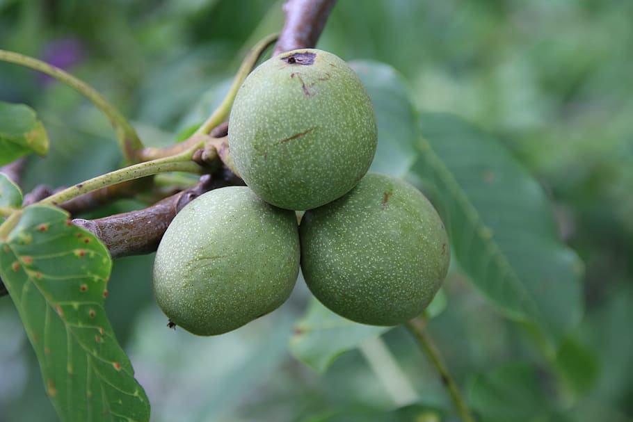 walnut, green, fruit, nature, food, food and drink, healthy eating HD wallpaper