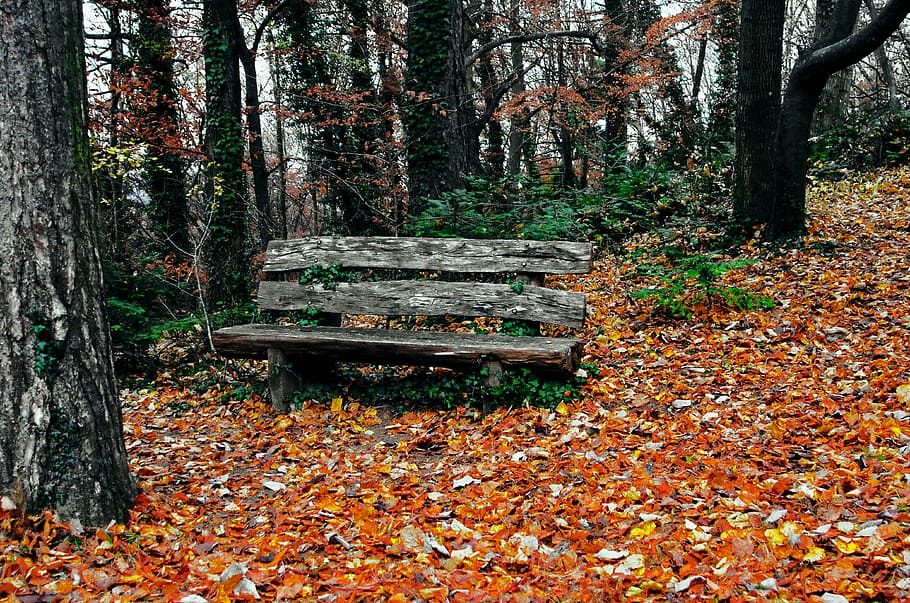 brown wooden bench, autumn, scape, forest, privacy, nature HD wallpaper