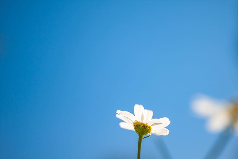 low-angle photography of daisy flower, low angle photography of white daisy in bloom at daytime HD wallpaper
