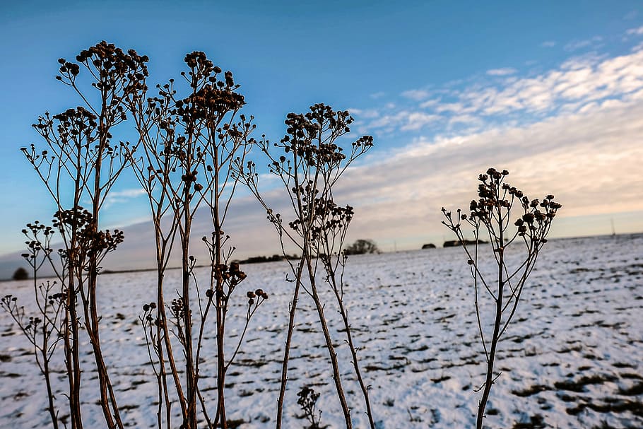 winter, clouds, sky, landscape, water, no people, tree, plant HD wallpaper