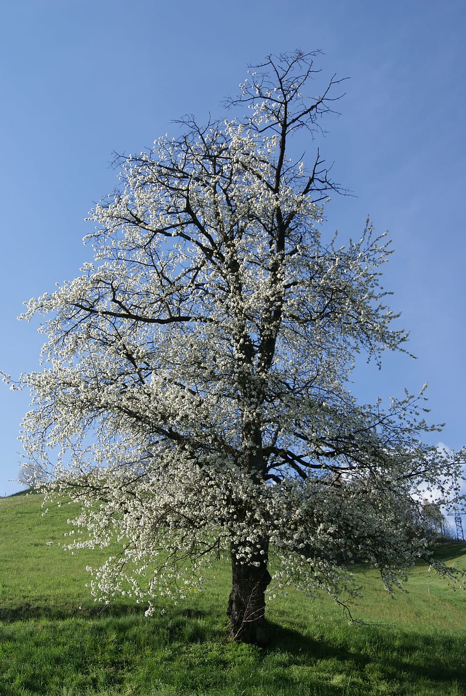 cherry, blossom, bloom, cherry blossom, nature, spring, tree HD wallpaper