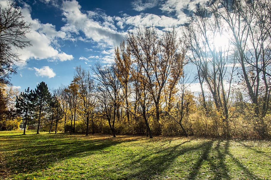 trees, nature, autumn, clouds, shadow, light, park, contrast HD wallpaper