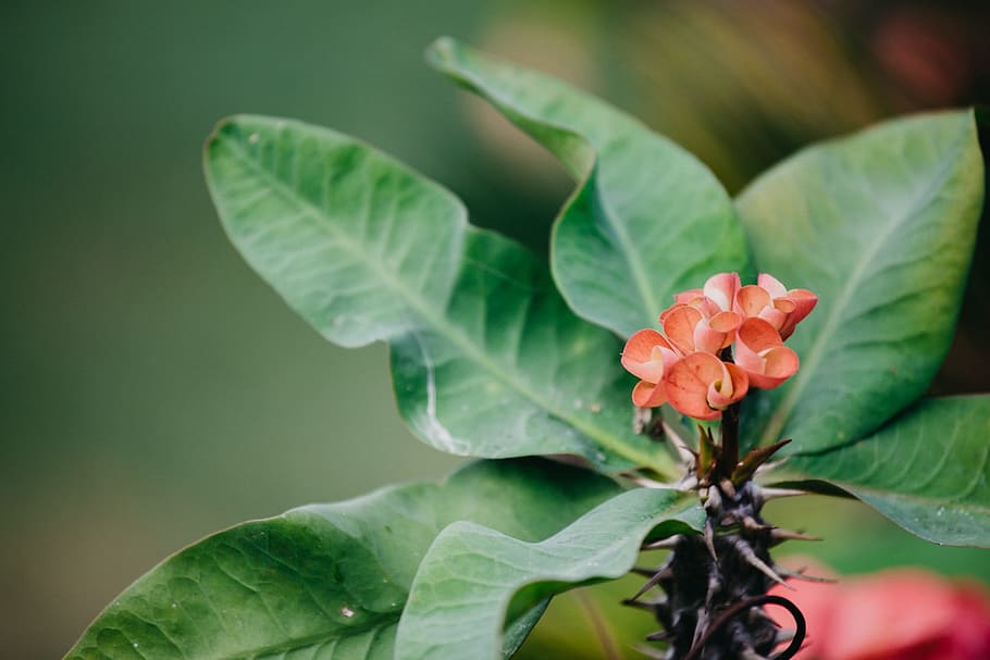 nature, flower, green, leaf, plant part, flowering plant, close-up HD wallpaper