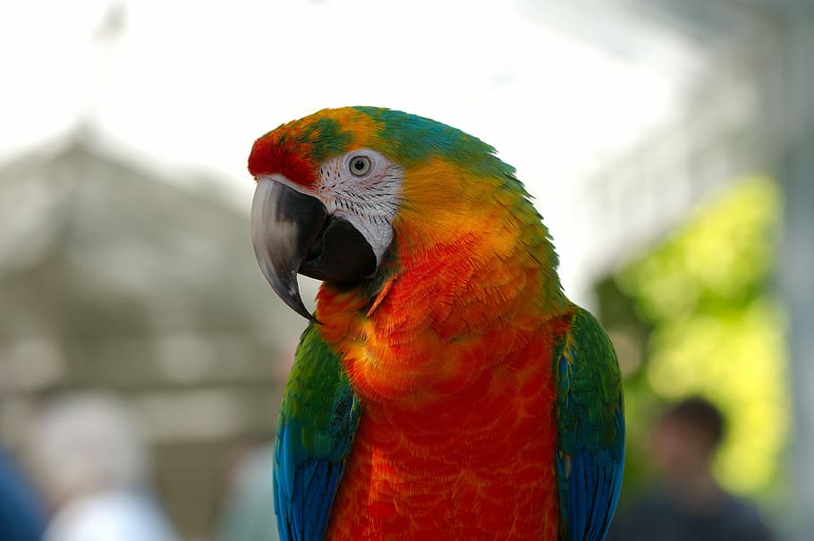 orange-yellow-green-and-blue parrot, ara, hybrid, bird, animal