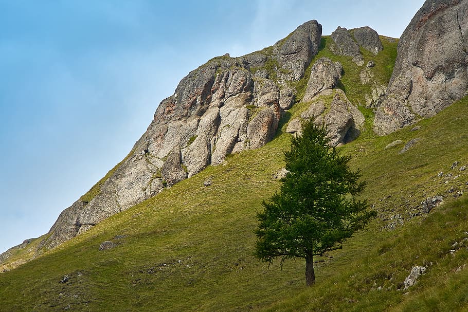 Tree, Mountain, Landscape, Nature, Rock, alpine, scenics, outdoors HD wallpaper