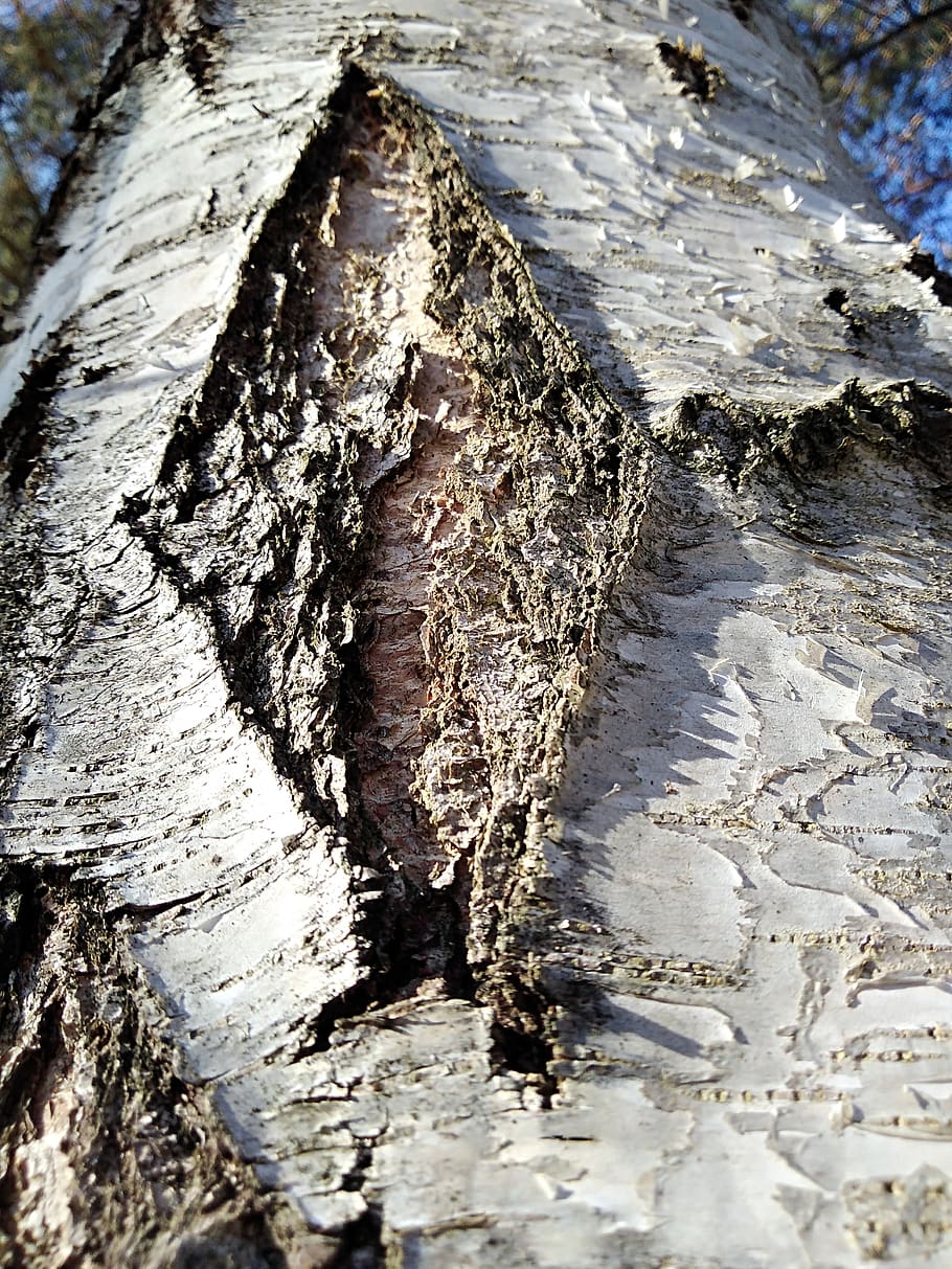 birch, lichen, tree trunk, textured, close-up, rough, no people HD wallpaper