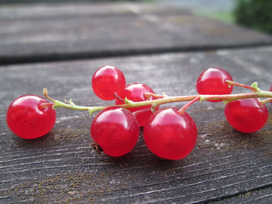 red currant, many currants, berry, garden, summer, red berries HD wallpaper