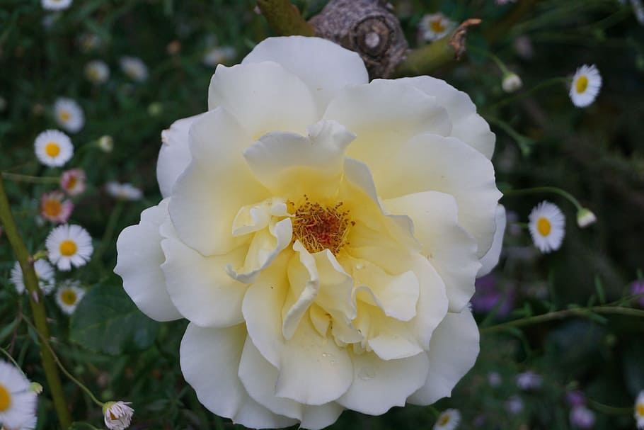 rose, white, bloom, blossom, flowering plant, vulnerability HD wallpaper