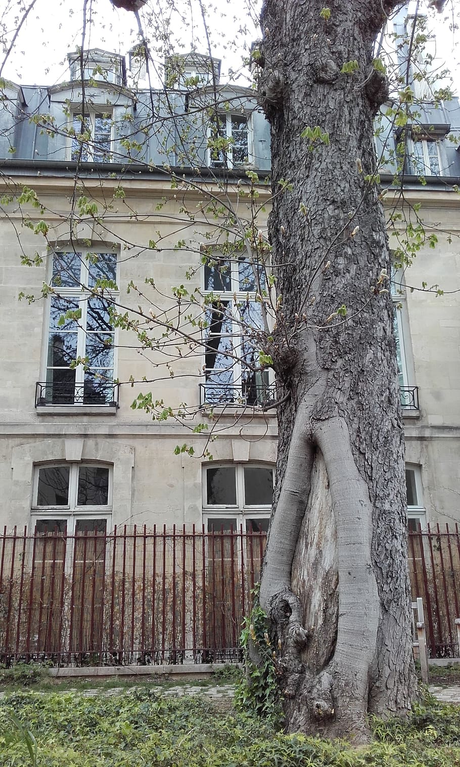 paris, architecture, garden, tree, trunck, trunk, plant, building exterior HD wallpaper