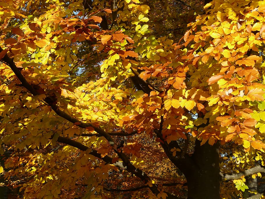 beech, fagus sylvatica, deciduous tree, golden autumn, golden october HD wallpaper