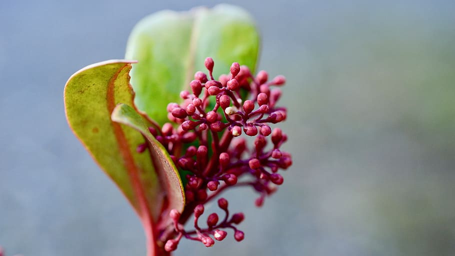 flowers, spring, wallpaper, light, leaves, plant, background HD wallpaper