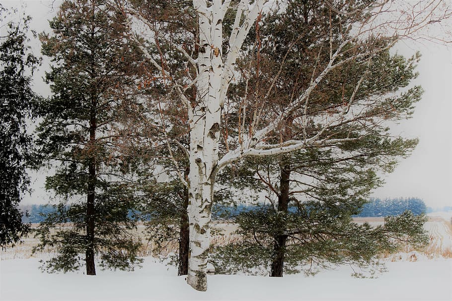 birch tree, snow, covered, winter, landscape, plant, cold temperature HD wallpaper