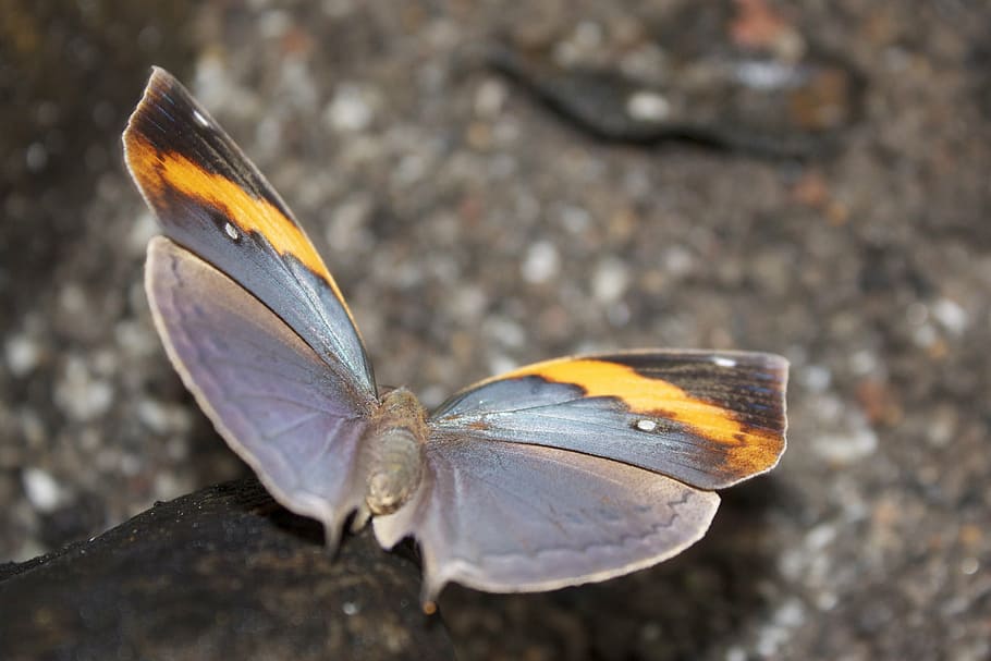 butterfly, grey, orange, wing, insect, gray, nature, rock, iridescent HD wallpaper