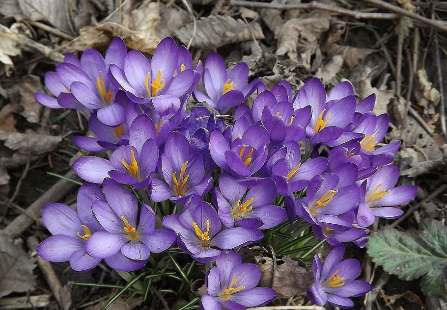 purple flowers during daytime, crocus, spring, nature, forest HD wallpaper