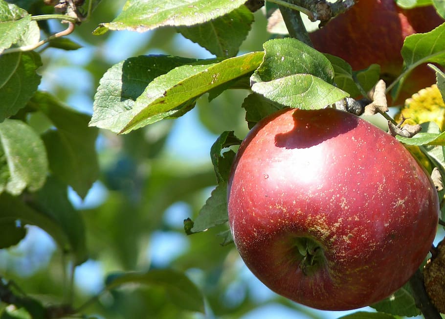 apple, red, thanksgiving, fruit, apple tree, frisch, vitamins HD wallpaper