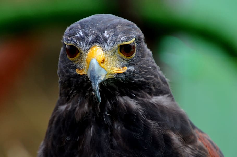 bird, eagle, predator, animal themes, vertebrate, one animal HD wallpaper