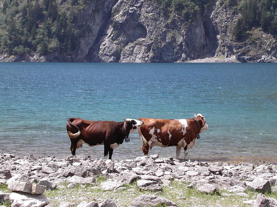 Cow, Water, Mountain, animal themes, no people, day, outdoors HD wallpaper