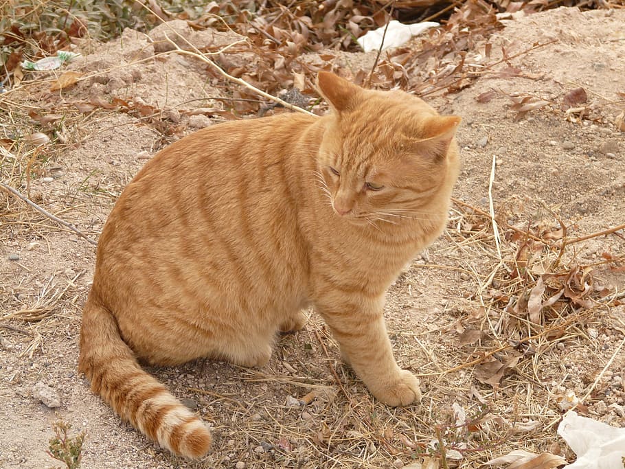 cat, red, animal, pet, dear, domestic Cat, pets, cute, nature HD wallpaper