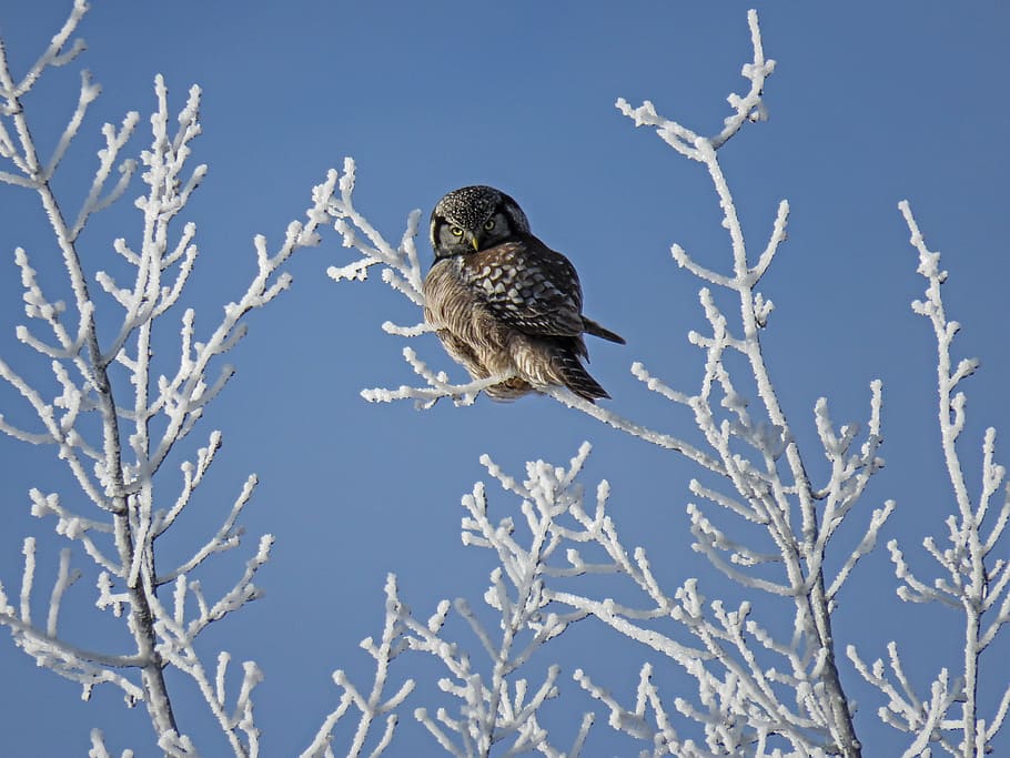 brown owl perched on leafless tree at daytime, shallow photography of brown and black bird HD wallpaper
