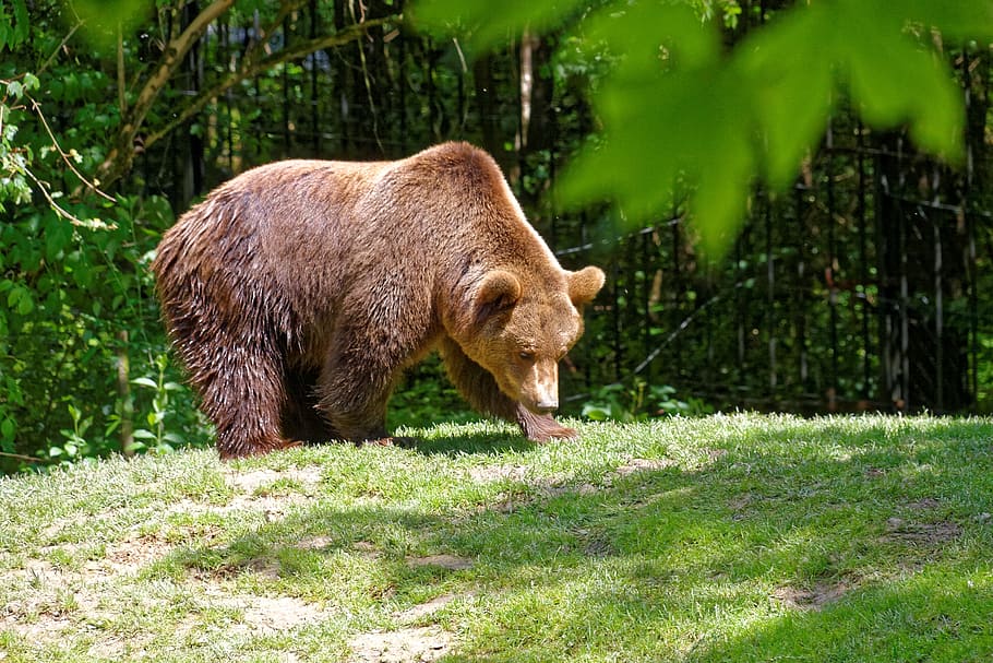 bear, animals, wild, animal world, furry, zoo, wildlife park HD wallpaper