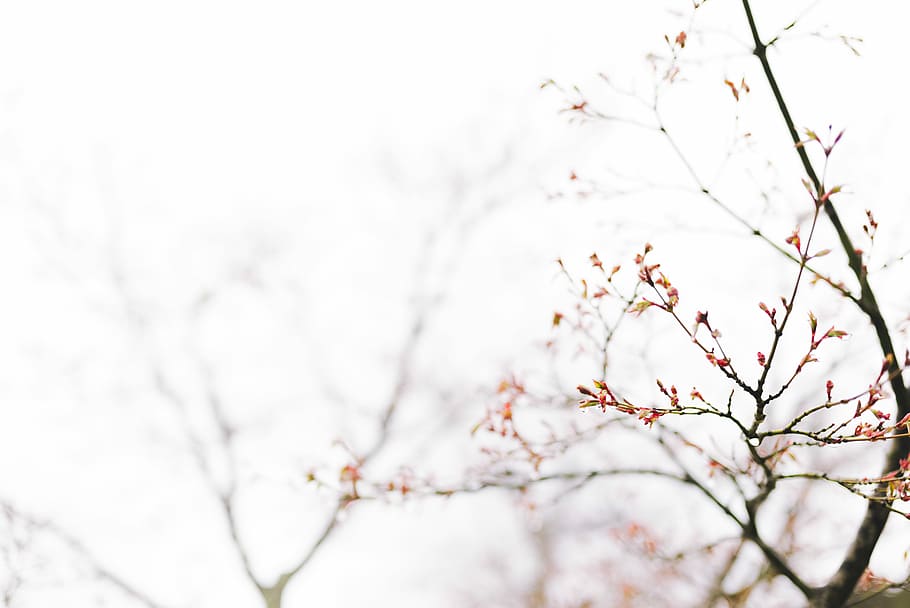 selective focus photography of pink petaled flower plant, photo of brown tree at daytime HD wallpaper