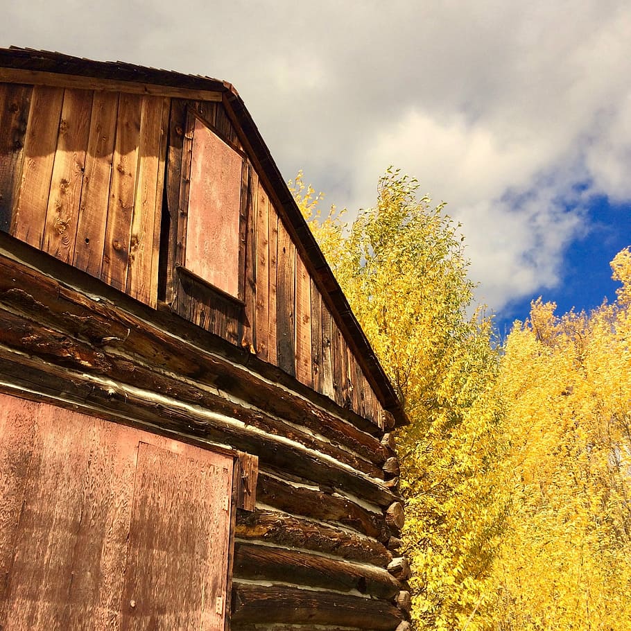 barn, aspens, fall, autumn, rural, leaves, colorful, trees HD wallpaper