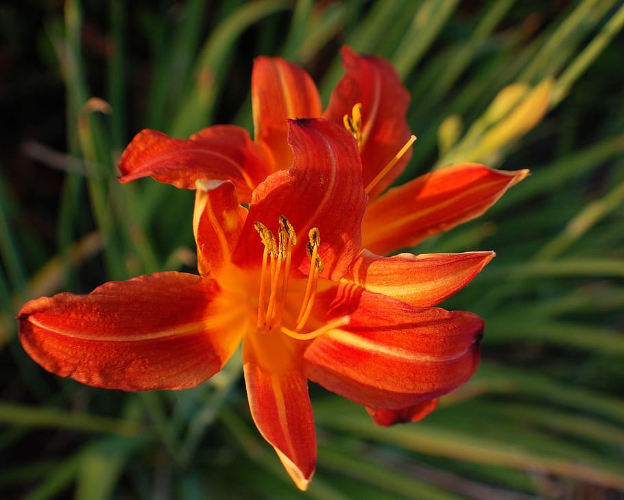 flower, spring, bloom, flora, nature, summer, garden, season HD wallpaper