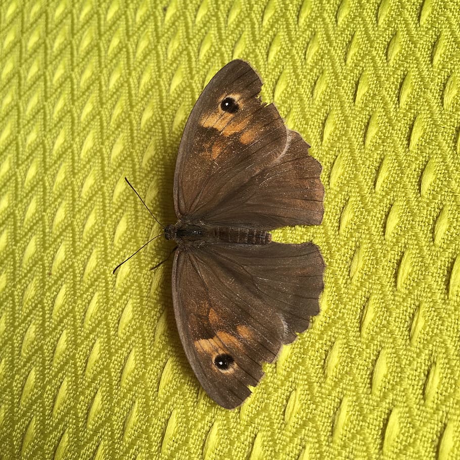 moth, insects, brown, lepidoptera, butterfly, wings, nature HD wallpaper