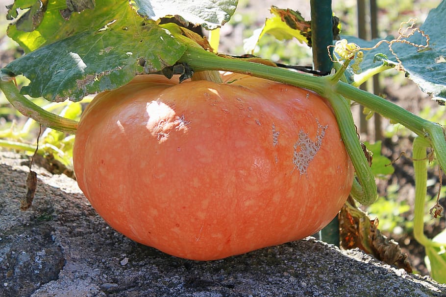 squash, orange, vegetables, pumpkin, produce, agriculture, autumn HD wallpaper