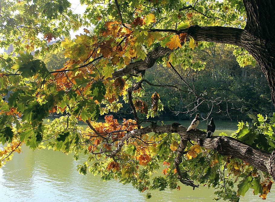 tree, leaves, lake, water, fall, nature, branch, autumn, foliage HD wallpaper
