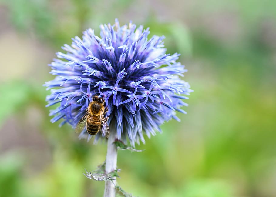 macro photography of honey bee on flower, thistle, blue, insect HD wallpaper