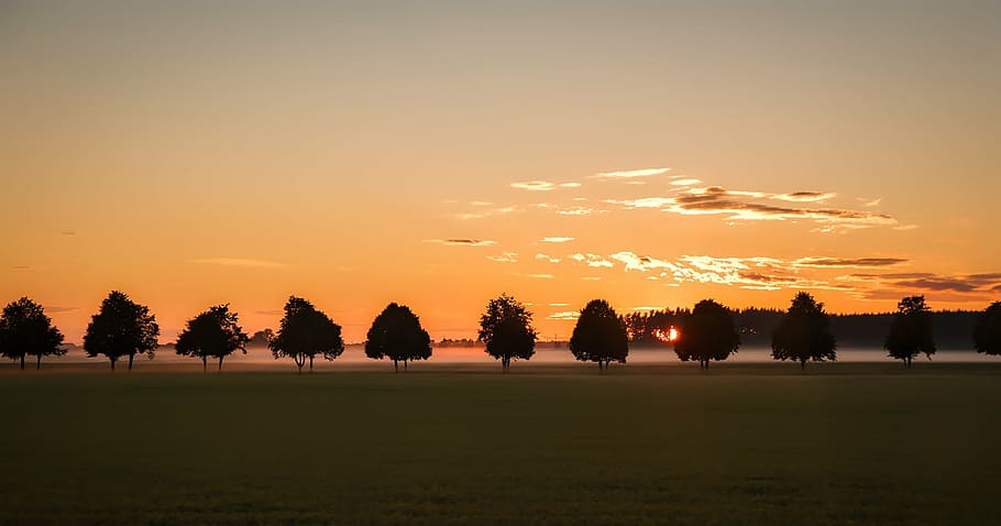 in distant photo of silhouette of trees during golden hour HD wallpaper
