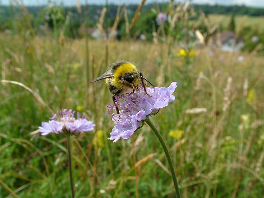 bumblebee, meadow, summer, nature, insect, field, flora, grass HD wallpaper