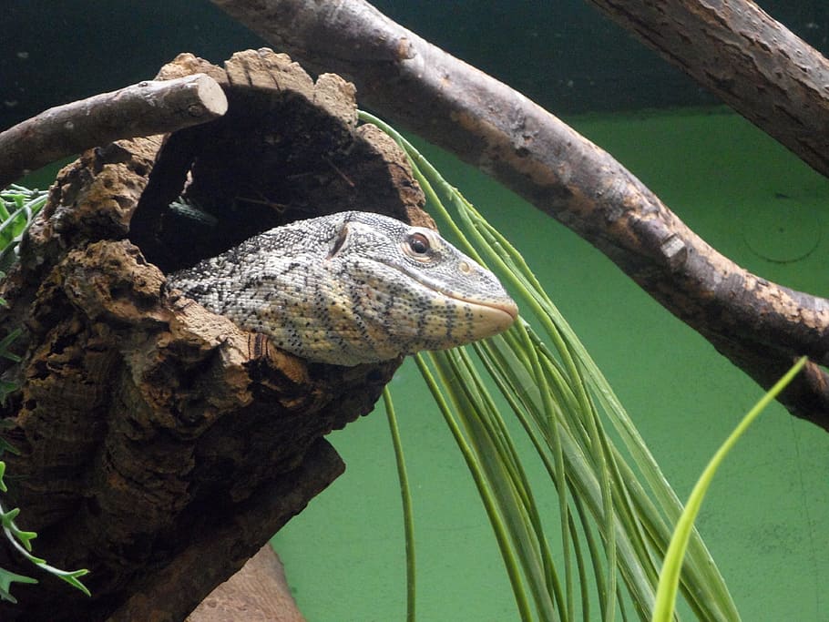 monitor, hidden, hiding place, hide, reptile, lizard, animal HD wallpaper