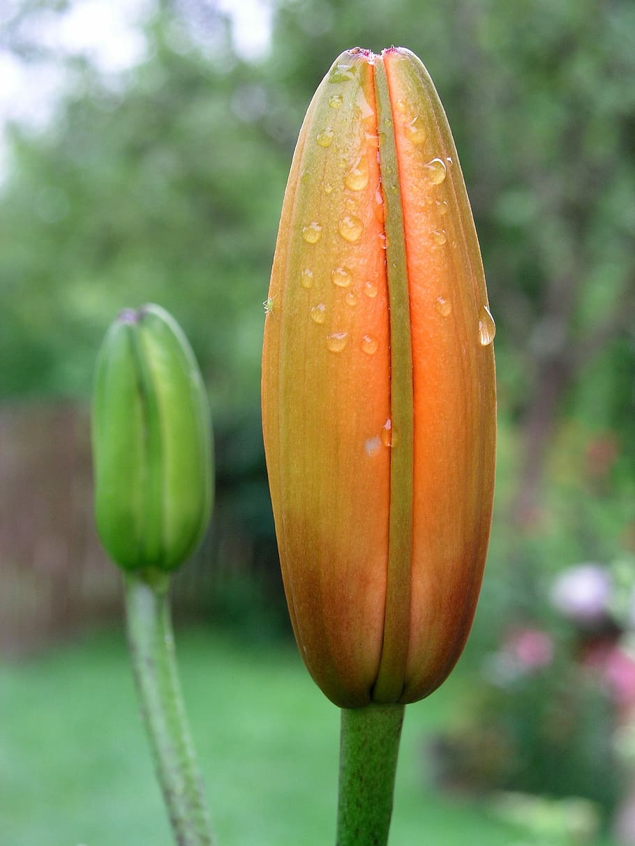 Flower, Orange, Bloom, Fresh, water drops, dew, closed flower HD wallpaper