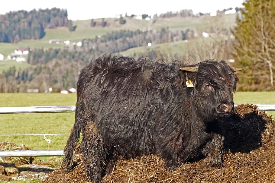 Galloway, Egg, Beef, Cattle, Animals, agriculture, cow, pasture HD wallpaper