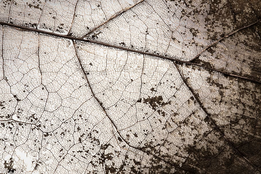macro photograph of withered leaf, texture, skeleton, structure HD wallpaper