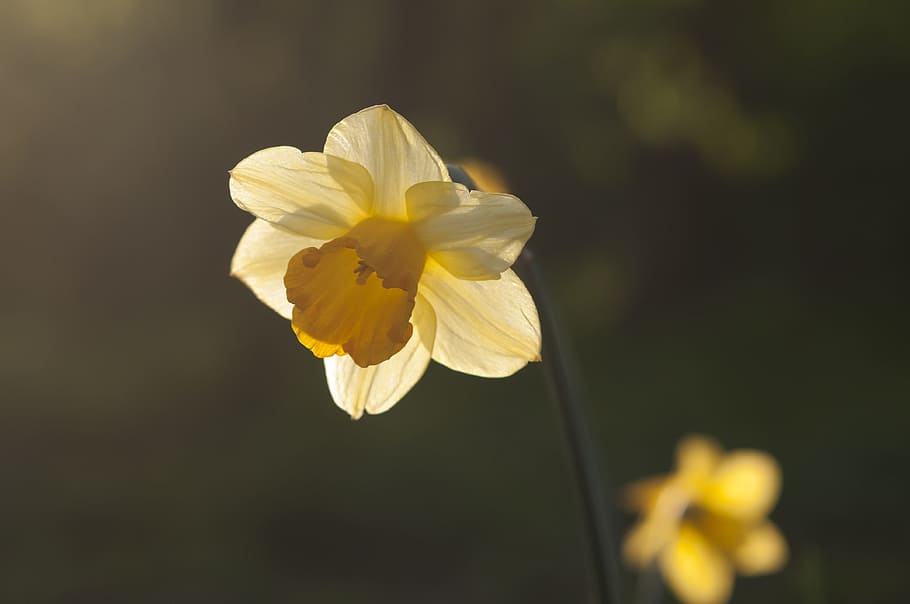 Spring, Narcis, Sun, Yellow, Season, flower, petal, fragility HD wallpaper