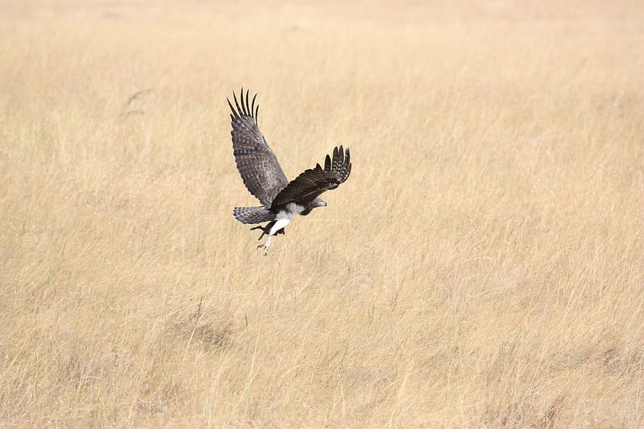 aerial shot of black eagle, bird, predator, fly, flying, take off HD wallpaper